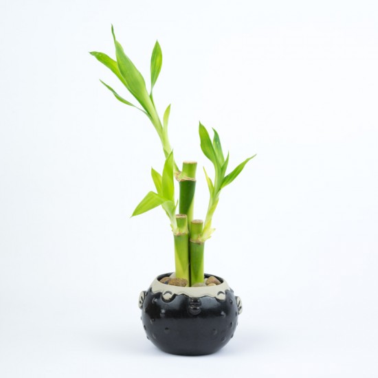 Bamboo Plant Small