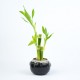 Bamboo Plant Small
